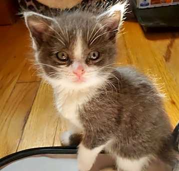 Photo of Wf Litter Stella - ADOPTION PENDING