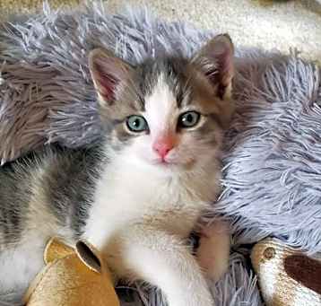 Photo of Wf Litter Stoshie - ADOPTION PENDING