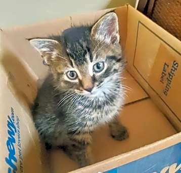 Photo of Wf Litter Snickers - ADOPTION PENDING