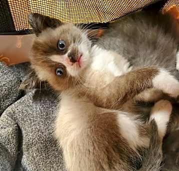 Photo of Wf Litter Cicero - ADOPTION PENDING