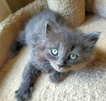 Photo of Wf Litter Sylvester - ADOPTION PENDING