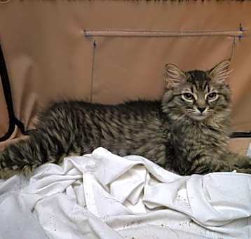 Photo of Mercedes (still taming)