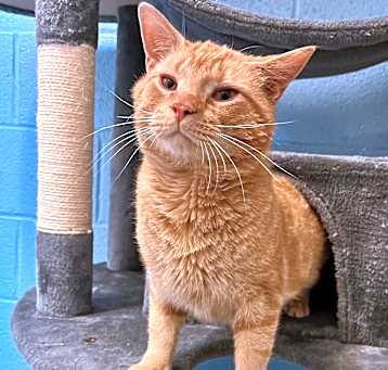 Photo of Cheese Ball