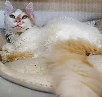 Photo of Basil