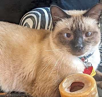 Photo of Mocha