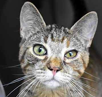 Photo of Annie