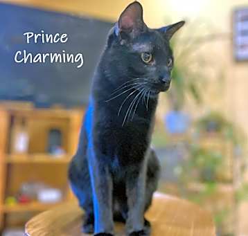 Photo of Prince Charming