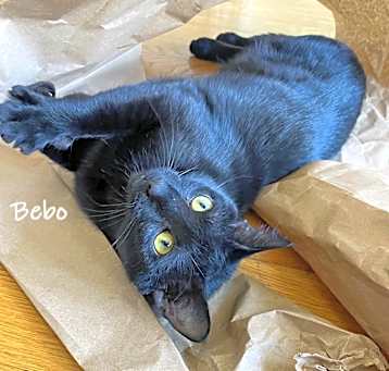 Photo of Bebo