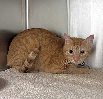 Photo of Figaro