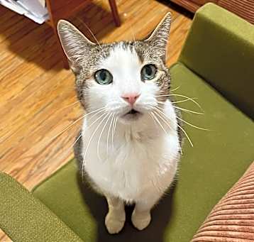 Photo of Peaches