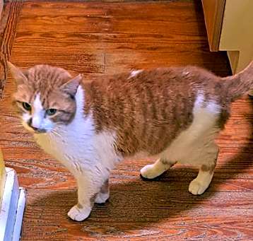 Photo of Simba
