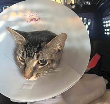 Photo of Aggie