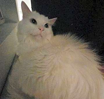 Photo of Hades