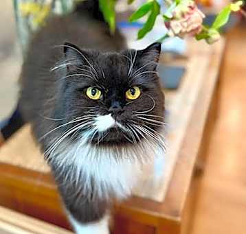 Photo of Polkadot