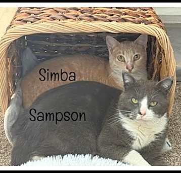 Photo of Sampson & Simba (BONDED)