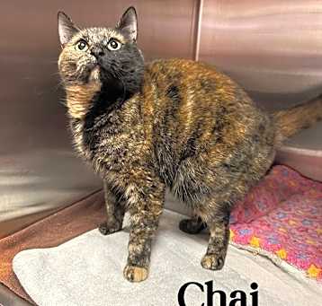 Photo of Chai