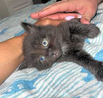 Photo of Kittens