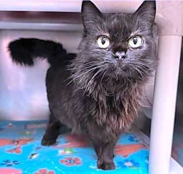 Photo of Miss Kitty