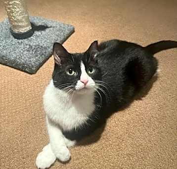 Photo of Sloane (Bonded with Jackk)