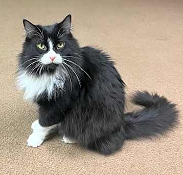 Photo of Jackk (Bonded with Sly)