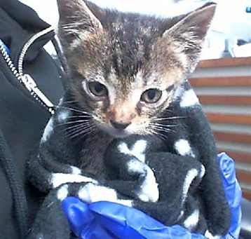 Photo of SIMBA