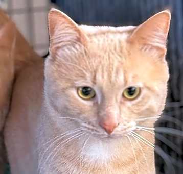 Photo of Otis