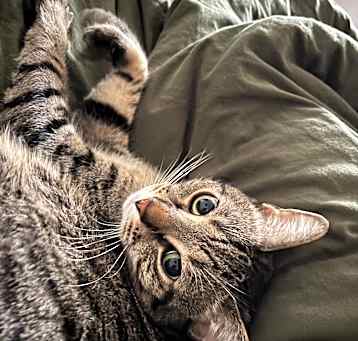 Photo of Cosmo