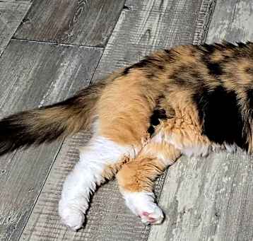 Photo of Maple