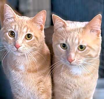 Photo of Opie