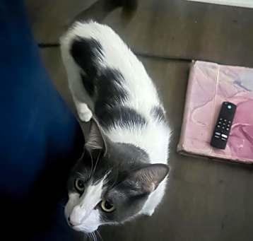 Photo of Smokey