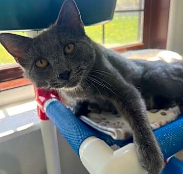 Photo of Apollo