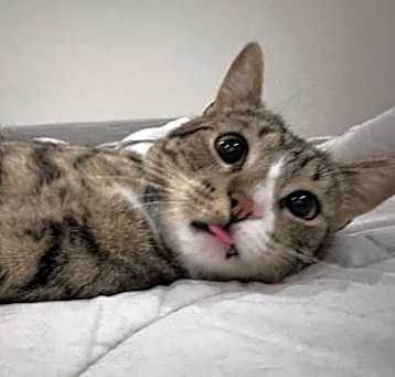 Photo of Clovis