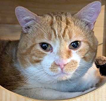 Photo of Pumpkin