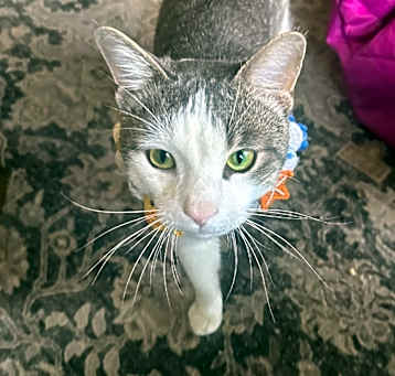 Photo of Walter