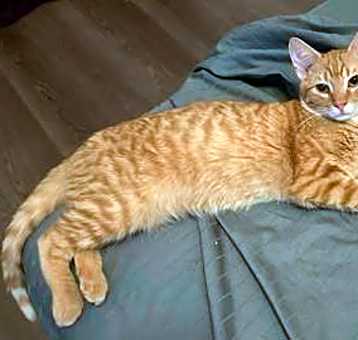 Photo of Doolittle