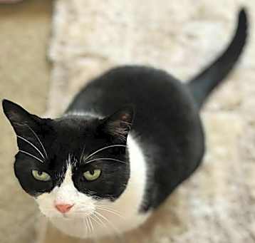 Photo of JOLL - Offered by Owner - Sweet Declawed Senior