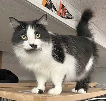 Photo of Smudge bonded with Bradley