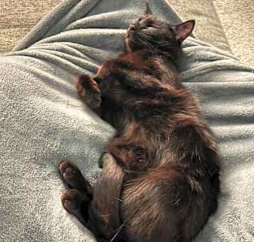 Photo of Comet