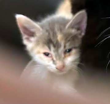 Photo of Chibi