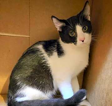 Photo of Cinder