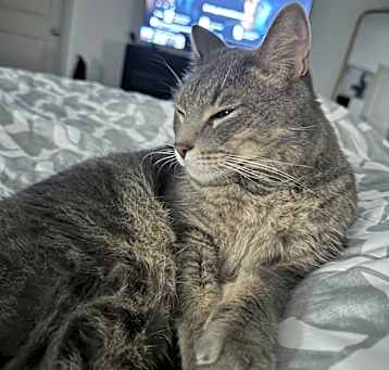 Photo of Apollo