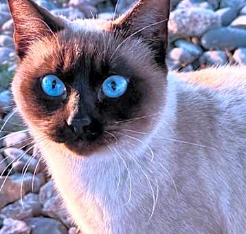 Photo of Skye