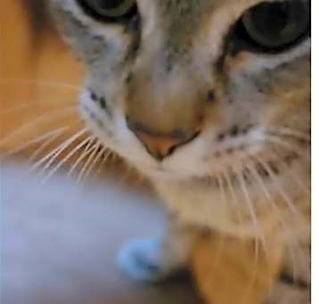 Photo of Blaze