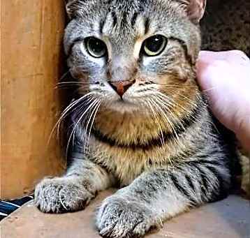 Photo of Copper