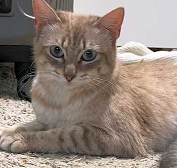 Photo of Pearl