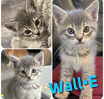 Photo of Wall•E
