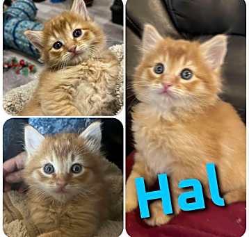 Photo of Hal