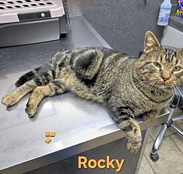 Photo of Rocky