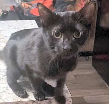 Photo of Coal