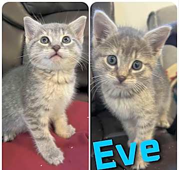 Photo of Eve